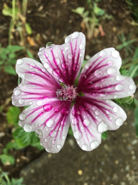 Karma Jane @karmajane cover picture