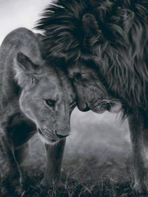 Kekko Fiore @kekko993 cover picture