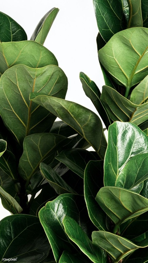 Keysha @keyshababy cover picture