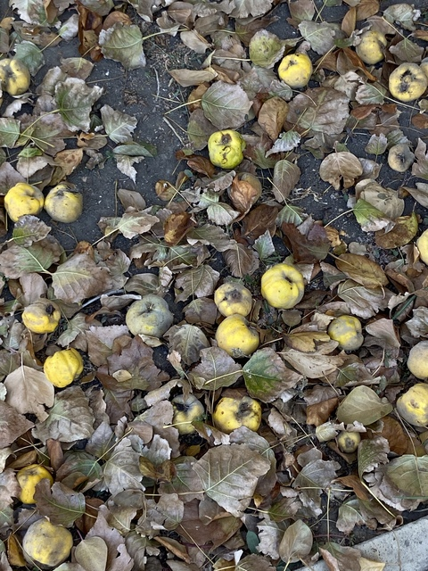 Catherine @kijocath cover picture