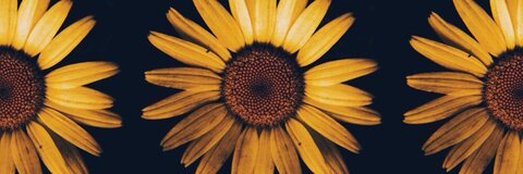 Kimmy Martin @kimmykaht cover picture