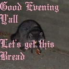 kittykarma Profile Picture