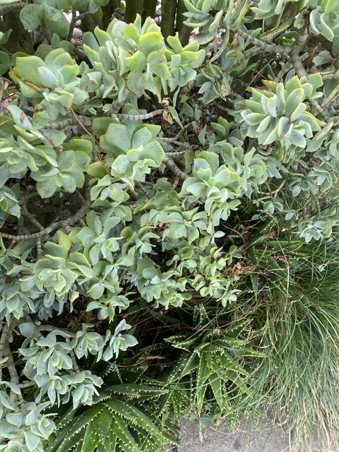 Katerina’s Toes @kittykatstoes cover picture