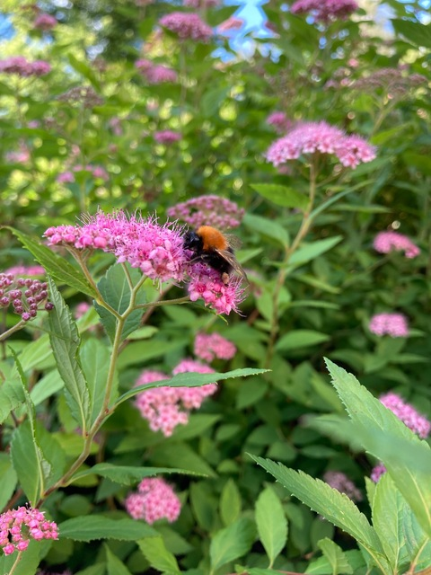 Jasmine Korhonen @korhonenjasmine cover picture