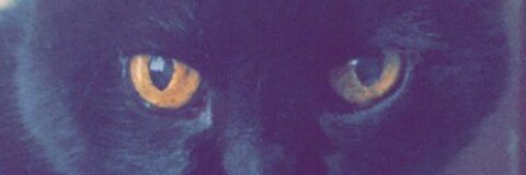 Koti @kotiitaaylor cover picture