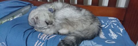 Lai @laison cover picture