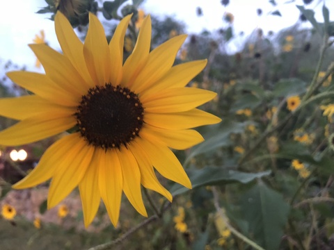 Alayna Luna @lanie3838 cover picture