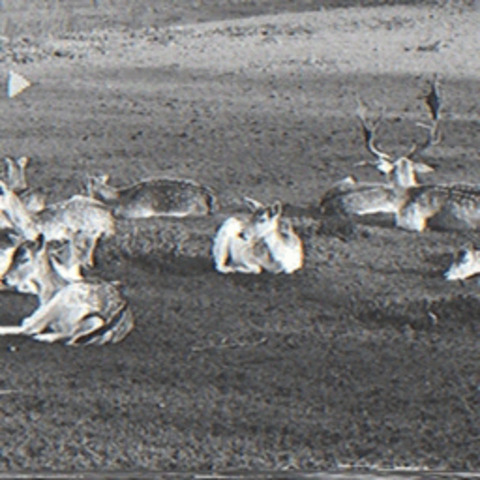 Ros @laros cover picture