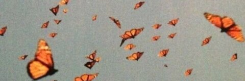 lauren @laulauhiggs cover picture