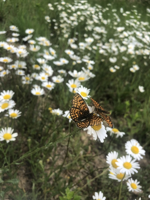 Lea Sophie @leasophie cover picture