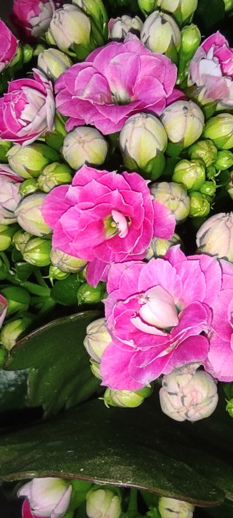 Lindy @lenzoly cover picture