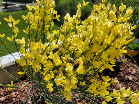 Liebling @liebling cover picture