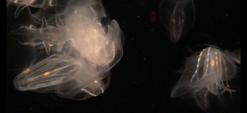 Lil Dev @lildev123 cover picture