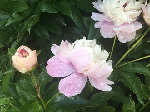 kelsi @liltenderhearted cover picture