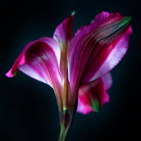 Lily Rose @lilydrop cover picture