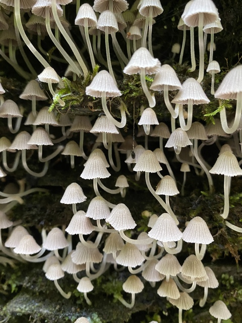 Lily @lilyfio cover picture