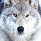 limonysal Profile Picture