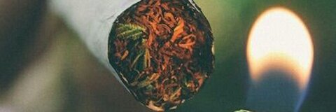 Linzo @linzo cover picture