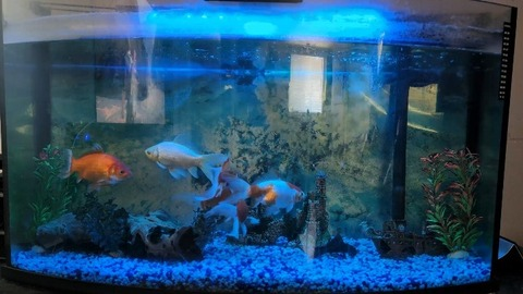 LaTannanteXX @littledevilface cover picture