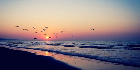 Rhi 🦂 @lizat cover picture