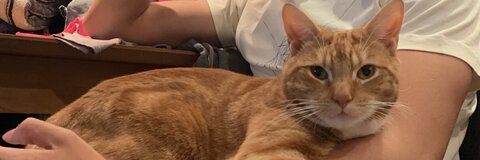 lo @lol4lynn cover picture