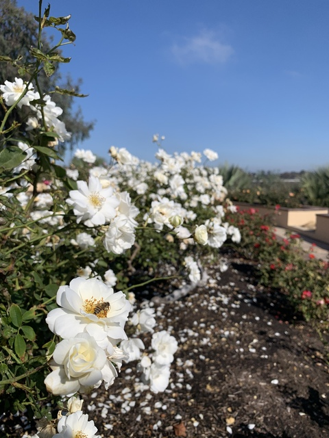 Louis @louisthegreat cover picture