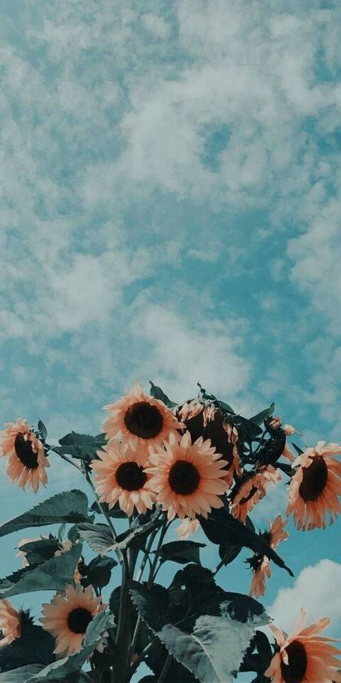 Lucía Cooper @lucycooper cover picture