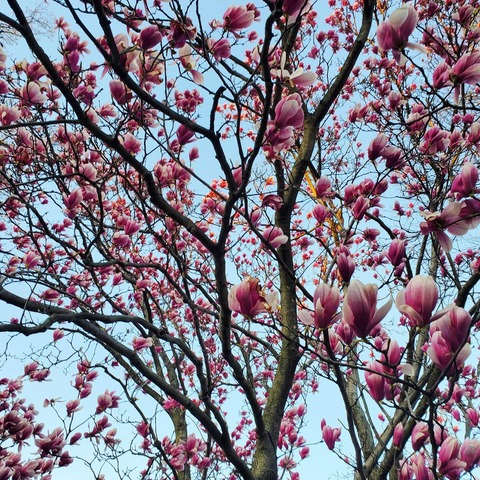 Amanda @lulubellz cover picture