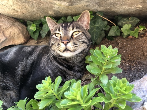 Victoria Luna @luna6312 cover picture