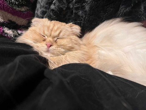 Lunana @lunana_0911 cover picture