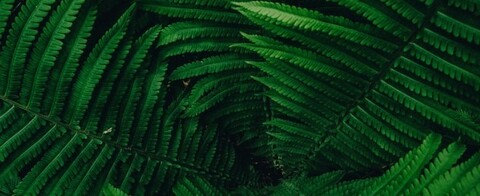 Lydia Lace @lydialaceof cover picture