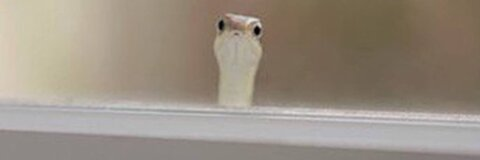 Max @mackdog568 cover picture