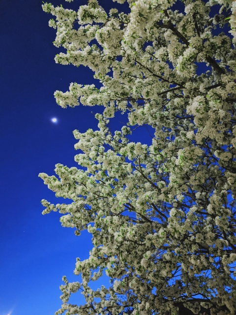 Fauna @masochistikitty cover picture