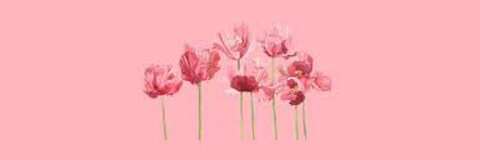 mayna 🌷 @maynamay cover picture