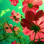 meganmccue Profile Picture