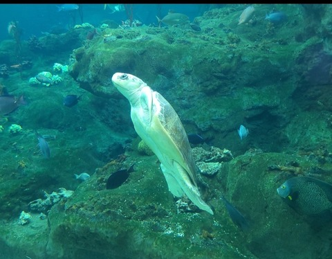 Mia green @mia.green cover picture