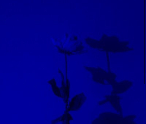 Mia @miawia22456 cover picture