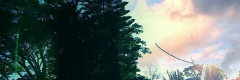 Alexis @midnightclover cover picture