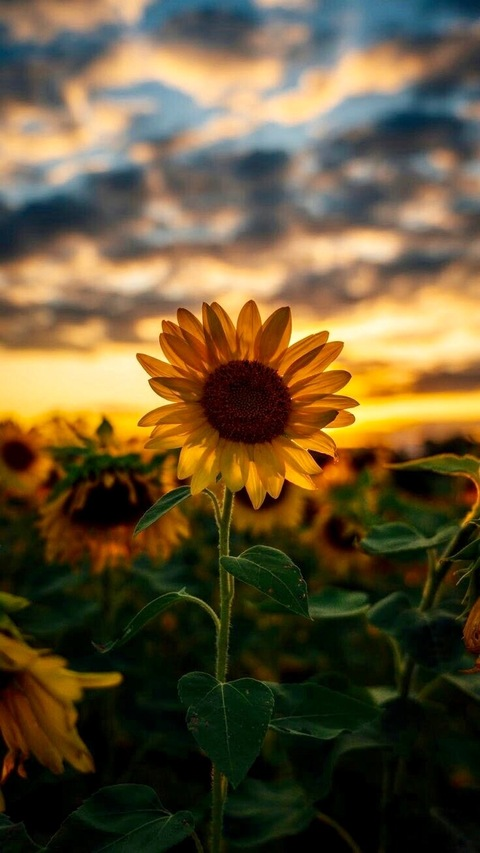 Milky Mom @milkymom cover picture