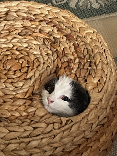 Misaki @misaki cover picture