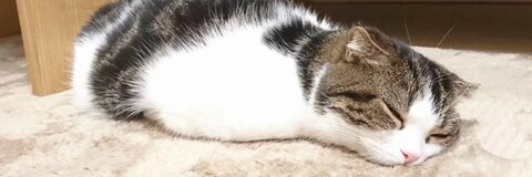 Miiiiisa @misanay1 cover picture