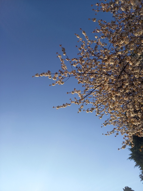 Miss Daisy @miss_daisy25 cover picture