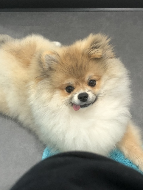 Missneko @missbeardedneko cover picture