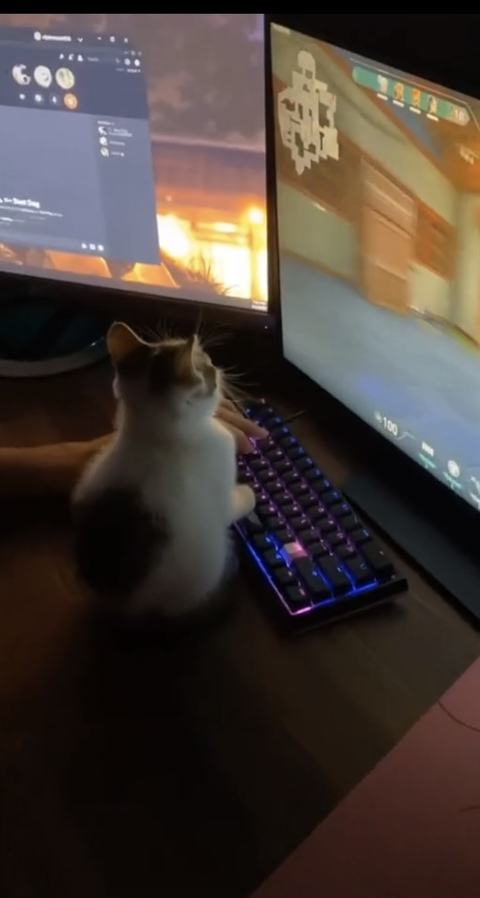 frankie @modern cover picture