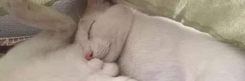 moll @mollx cover picture