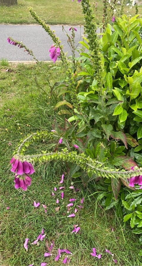 Molly @molly19 cover picture