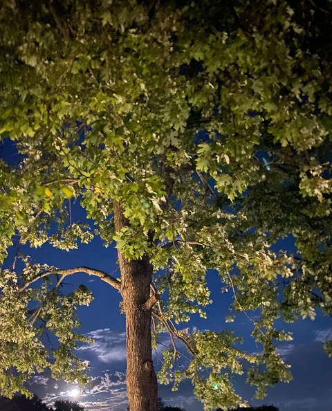 Lily @mslilyy cover picture