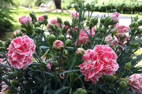 Natty Soho @nattysoho cover picture