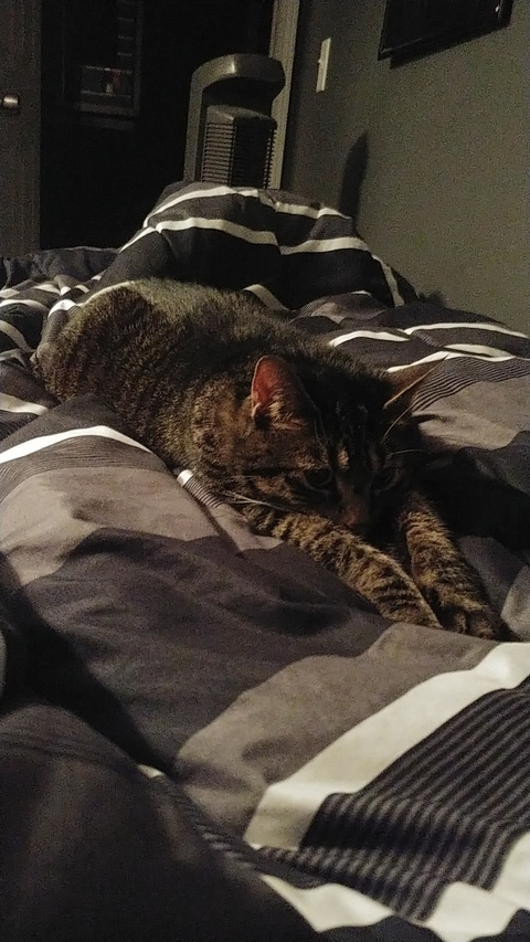 Nero Nerva @nerva cover picture