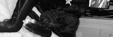 Sarah Irwin @niwriharas cover picture